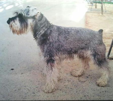 Mi golfo cuando aún estaba joven y lozano. Siempre
Estarás en nuestros corazones. Te quiero.